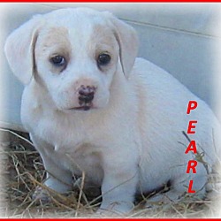 Thumbnail photo of Pearl- Adoption Pending #2