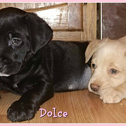 Thumbnail photo of Dolce #4