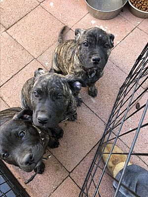 Los Angeles Ca Cane Corso Meet Roxy A Pet For Adoption