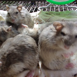 Thumbnail photo of Robo hamsters #3