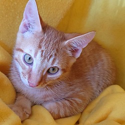 Thumbnail photo of Diamond's kitten - Zircon #3