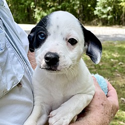 Thumbnail photo of Simon-one blue eye #1