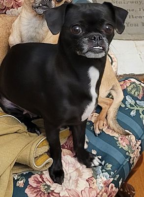 Pug chihuahua clearance mix black