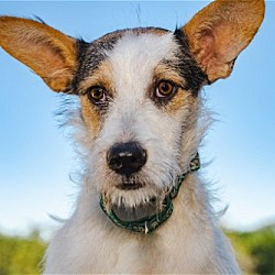 Photo of Willow