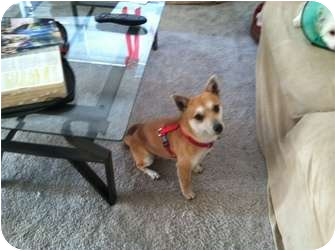 Encino Ca Shiba Inu Meet Joey A Pet For Adoption