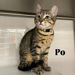 Photo of Po