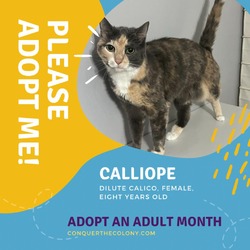 Thumbnail photo of Calliope #1