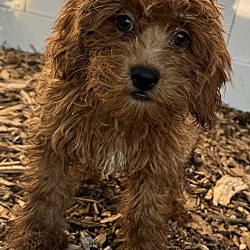 Thumbnail photo of Cockapoo F2 Frederick #3