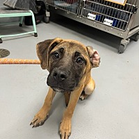adopt a pet