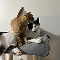 adopt a pet
