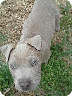 Ontario Ca American Pit Bull Terrier Meet Grizzly A Pet For Adoption
