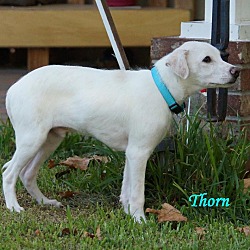 Thumbnail photo of Thorn Adoption pending #3