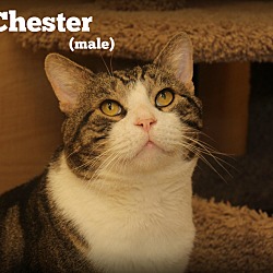 Thumbnail photo of Chester #1