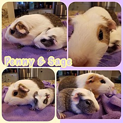 Photo of Penny & Sage