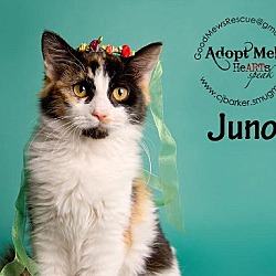 Thumbnail photo of Juno #3