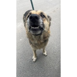 Photo of BUTTERCUP*