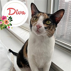 Thumbnail photo of Diva #1