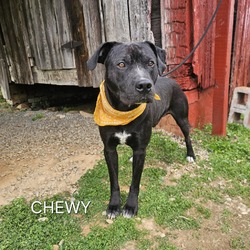 Thumbnail photo of Chewy #2