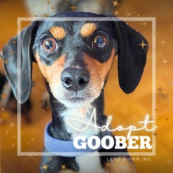 Thumbnail photo of Goober #2