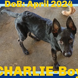 Thumbnail photo of CHARLIE-Boy #1