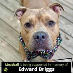 Thumbnail photo of Meatball #1