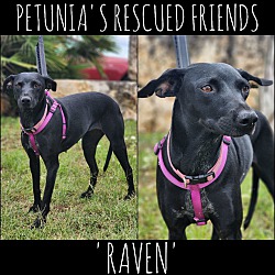 Thumbnail photo of Raven #1