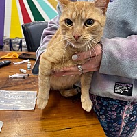 adopt a pet