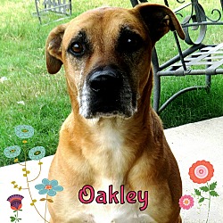 Thumbnail photo of Oakley #1