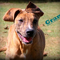 Thumbnail photo of Gram~ adopted! #2