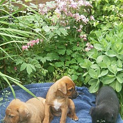 Thumbnail photo of 3 pups 2f 1 m #2