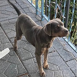 Photo of Decker