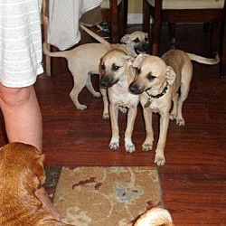 Photo of Shepherd Mix puppies (smaller size)