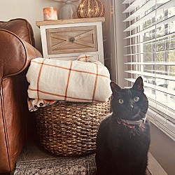 Photo of Binx