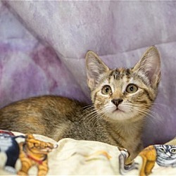 Photo of Sarafina