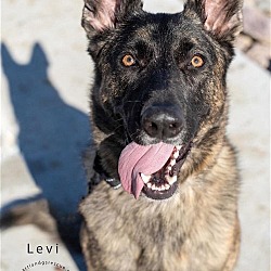 Photo of Levi