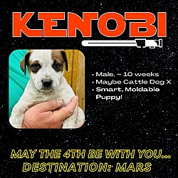 Thumbnail photo of Kenobi #4