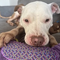 adopt a pet