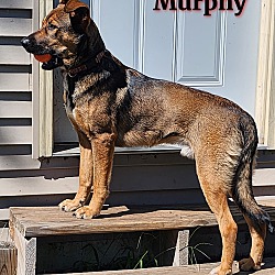 Thumbnail photo of Murphy #2