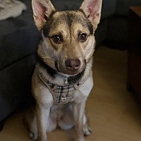 adopt a pet