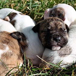 Thumbnail photo of Beas's puppies #2