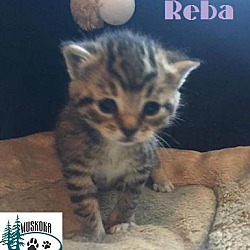 Thumbnail photo of Reba - Cutie Patootie! #3
