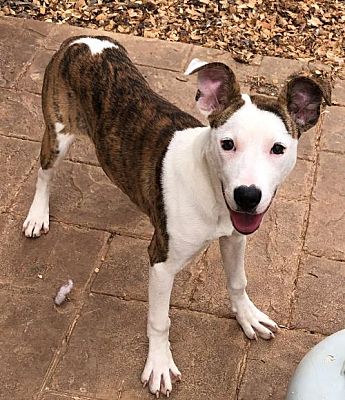 Charlotte Nc Pit Bull Terrier Meet Amara A Pet For Adoption Adopted