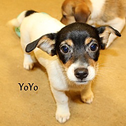 Thumbnail photo of YoYo~adopted! #1