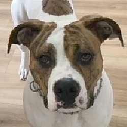 Photo of CLEO - Local, yo