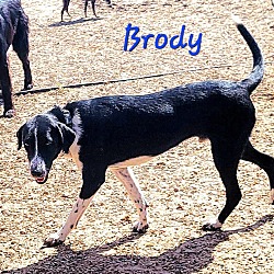 Photo of Brody