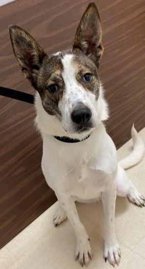 Dog for adoption - Fable, a Mixed Breed in Cincinnati, OH