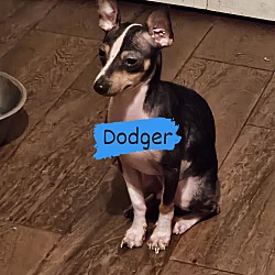 Photo of Dodger