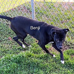 Thumbnail photo of Benji #1