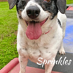 Thumbnail photo of Sprinkles #4