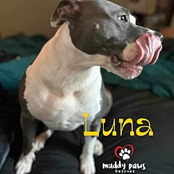 Thumbnail photo of Luna (Courtesy Post) #3